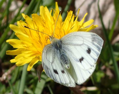 Réf. 275 393 : Pieris napi